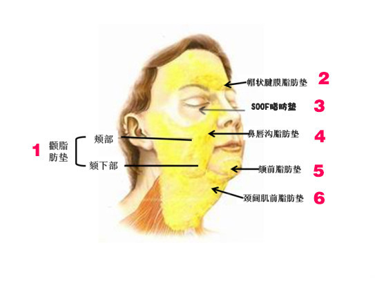 这六个脂肪垫,决定你脸的大小!(一)