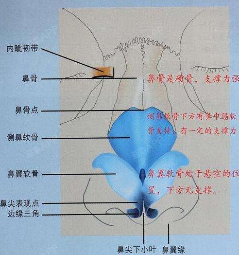 鼻中隔软骨移植手术仅运用于功能恢复为目的的鼻结构重建.