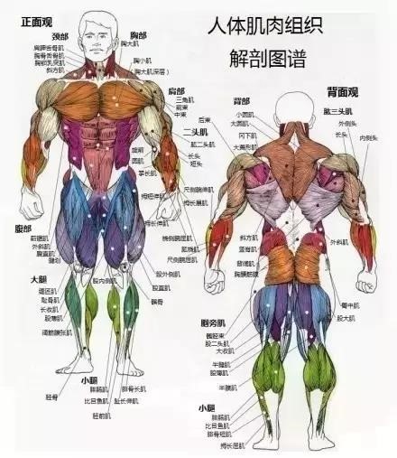 人体肌肉解剖图谱