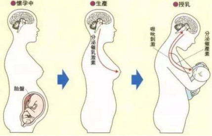 从乳汁的分泌原因来看,自体脂肪隆胸都不会影响到女性的正常哺乳喂奶