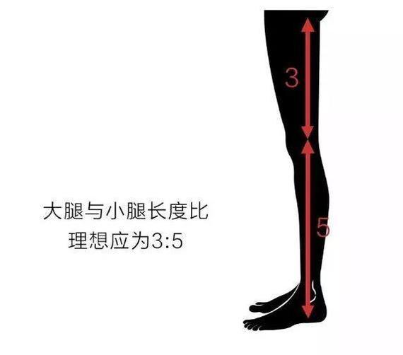 来自测一下吧 1,理想的腿围 还有计算公式,是这样的「大腿围」标准