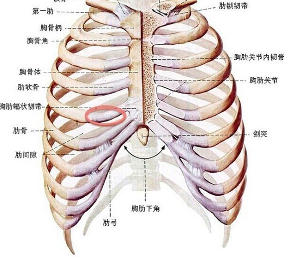 全肋鼻部多项和半肋鼻部多项有什么区别?鼻子是五官的