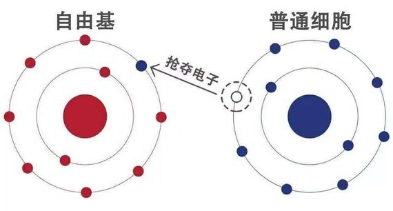 衰老的原因之-氧自由基的破坏机制