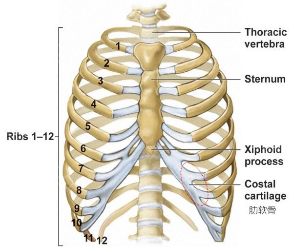 取肋软骨时一般是取哪根软骨?有什么区别吗?