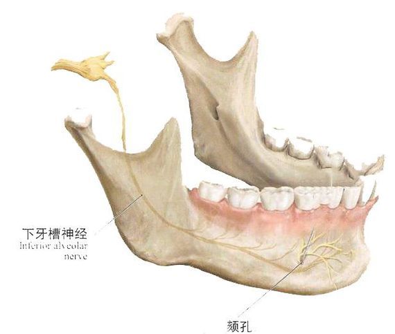 还要考虑避免损伤神经,我们的下牙槽神经是通过颏孔位置穿出的,超过