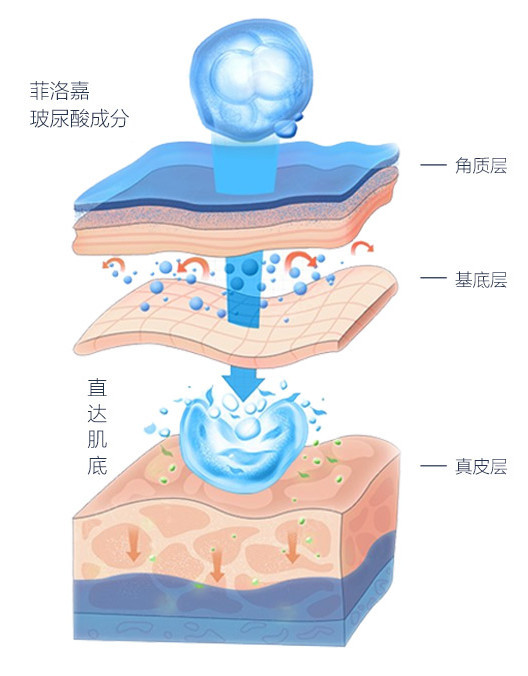 皮肤从外到内可以分为表皮层,中皮层,肌底,中皮层中又包含真皮层和皮