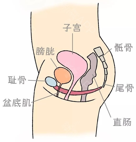 盆底肌锻炼,每个女人都必须重视!无论生没生孩子,顺产还是剖宫