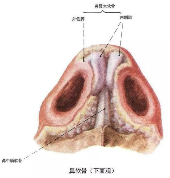 鼻中隔,守好鼻子里的那面"墙"