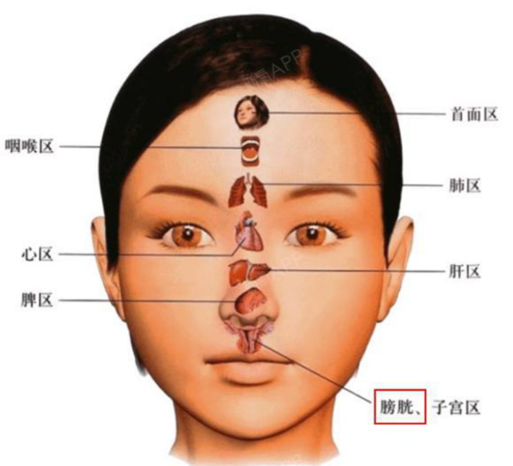 额骨鼻突至鼻尖,男性近似直线,女性微具凹弧,鼻尖微翘,曲线较柔和.