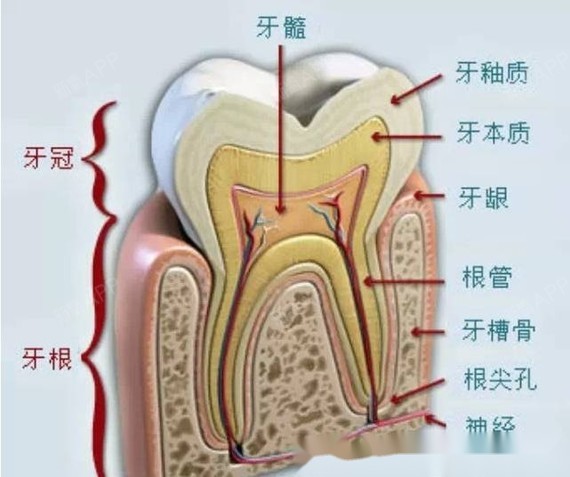牙齿隐藏在牙龈里面的部分 从内到外又可以分为: 牙髓:牙齿最里面的