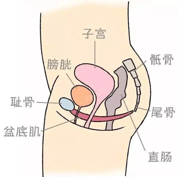 盆底肌是指封闭骨盆底的肌肉群,他们紧紧吊住了尿道,膀胱阴道,子宫