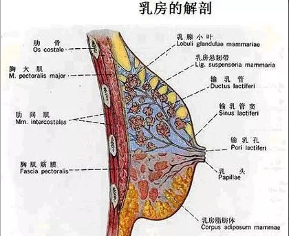 是什么"拉低"了你的"高峰?乳房由乳腺,乳管,_圈子-新氧美容整形