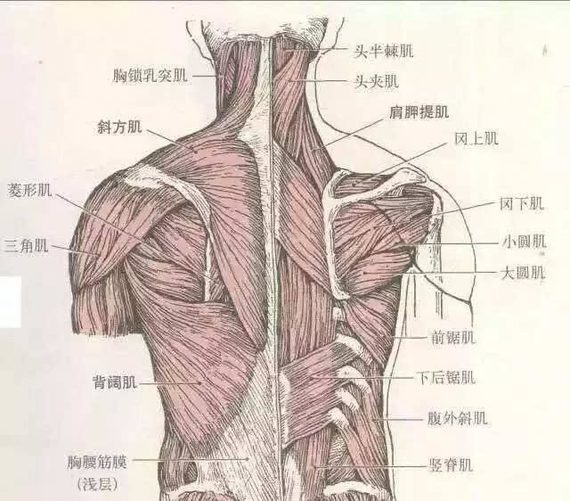 【溜溜肩vs直角肩】98直角肩与溜肩最大的区别就是