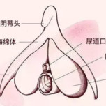 阴蒂肥大——我"性"福路上的绊脚石50%以上东方女性的阴蒂,都被阴蒂
