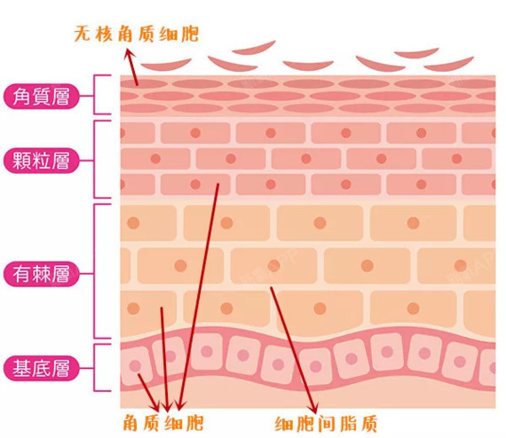 93随着温度的升高和湿度的增加,人的皮肤新陈代谢