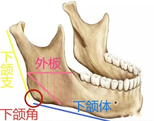 2外板是下颌骨的组成部分,来看看它的位置—下颌支和下颌体