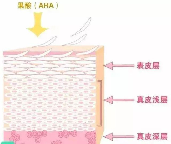 它主要作用于表皮层,促使老化角质层脱落,加速表皮细胞的更新.