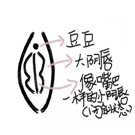 某些女性忽然大阴唇萎缩到底怎么回事?