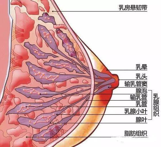 为什么胸会下垂?先看下乳房结构图