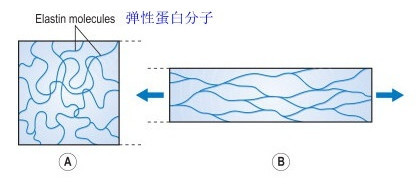 弹性蛋白和胶原蛋白的区别抗老化谁重要