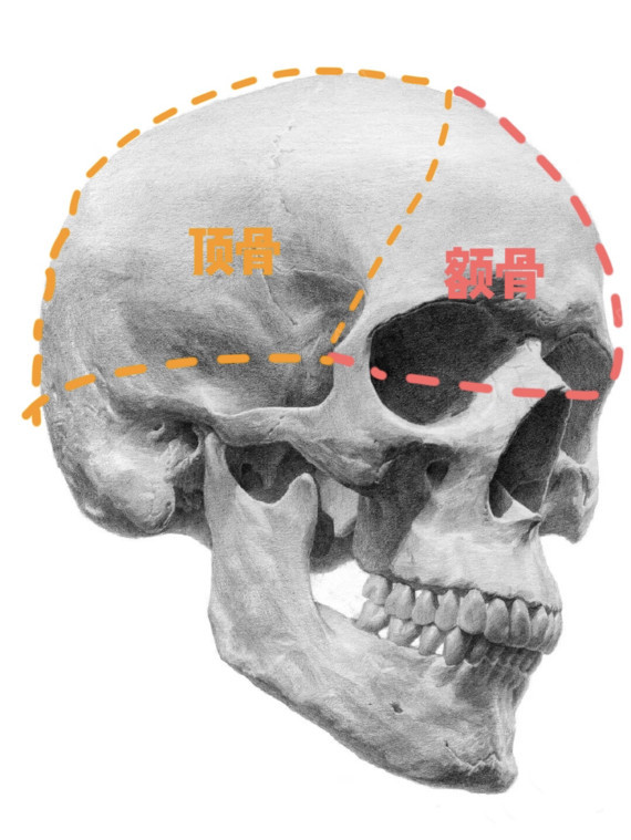 是立体还是扁平,头骨拆分下来无非主要就是顶骨,枕骨,颞骨和额骨