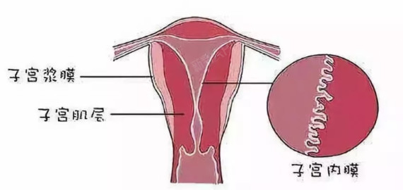 健康女性:子宫内膜薄怎么调理如何治疗?