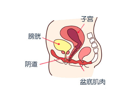 一旦盆底肌有损伤,弹性变差变松弛,便会导致盆腔器官无法维持在正常