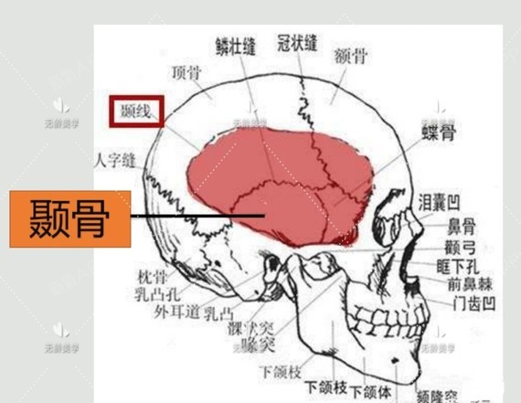 我曾经说过,杨丞琳的额骨虽然不宽阔,但却把发育空间留给了颞骨.