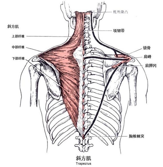 瘦肩针也是这个道理,斜方肌上半部分无力,下半部分发力困难