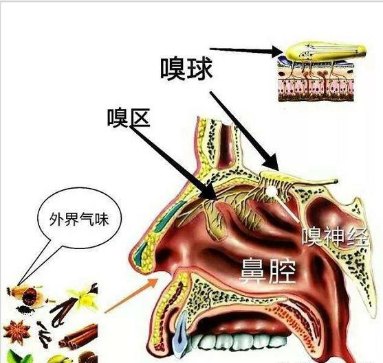 73鼻子作为人体五官中一个很重要的呼吸兼嗅觉器官,对_圈子-新氧