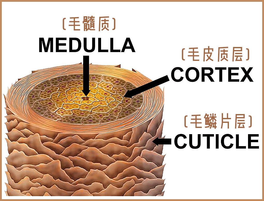 头发的结构你了解吗