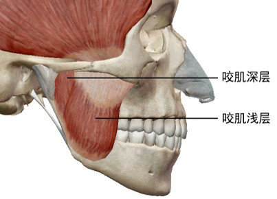 问题一:什么是下颌角?我们的下颌骨大致上可以