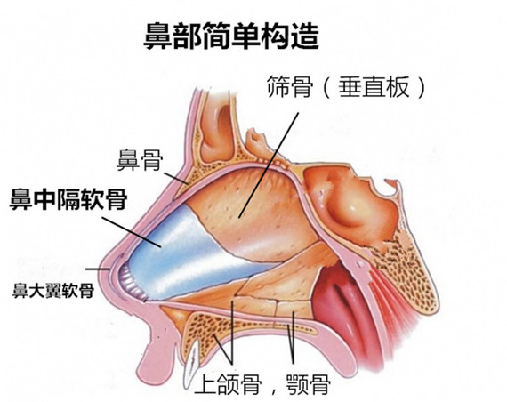 取鼻中隔软骨隆鼻,对鼻子有危害吗?