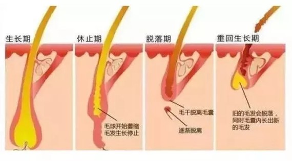 植发后毛囊成活率是多少?植发一年后的毛囊成