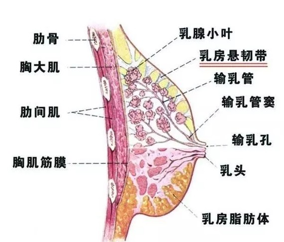 生活中很多人因为不满意自己的胸部而采取丰胸的方式来让自己的胸部