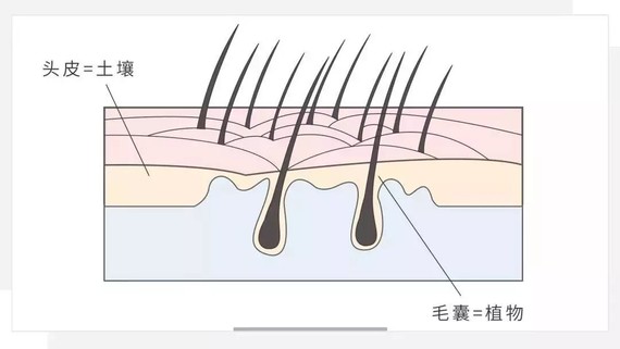 同时还会分泌过多的皮脂腺与汗液,产生头垢堵塞毛孔,当毛囊口无法