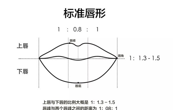 唇部  