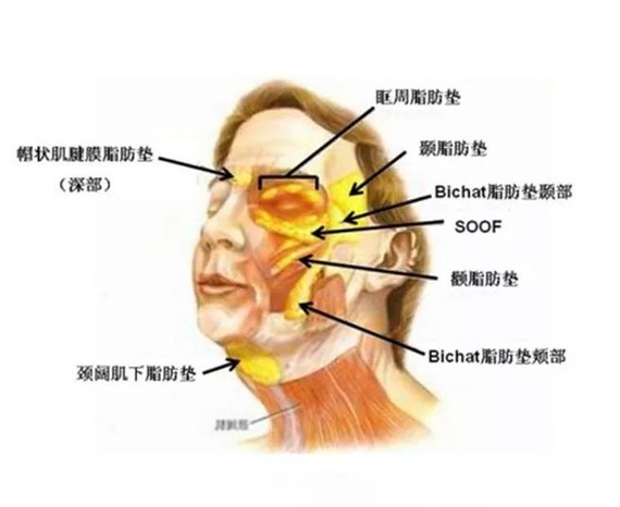 位于下巴和脖子交界处的脂肪团叫做——颈阔肌下脂肪垫,它的大小和