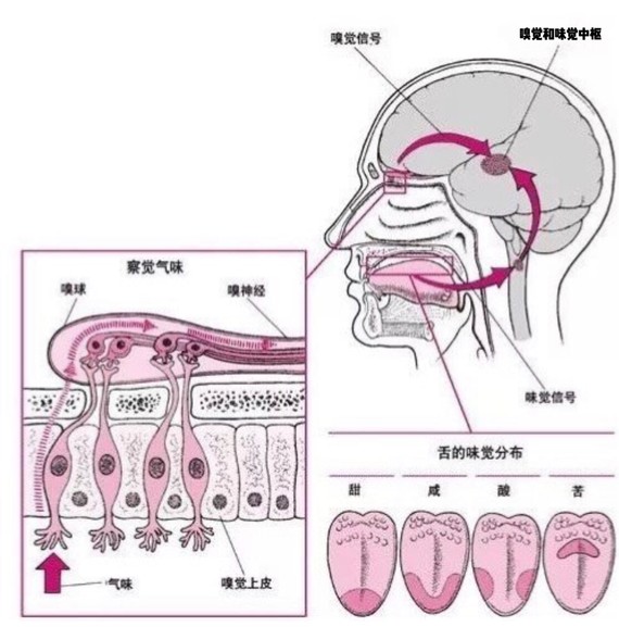 辟谣隆鼻后会影响嗅觉吗?