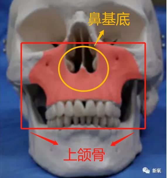 猴子就是上颌骨发育得hin好呐