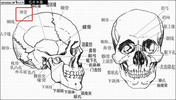 颅骨 脑颅骨即包住脑子的骨骼,位于头部,包括前面的额骨,头顶的顶骨