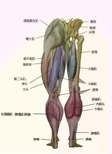 了解了腿部肌肉构造接下来分享几种常用高效的腿部训练方法哦