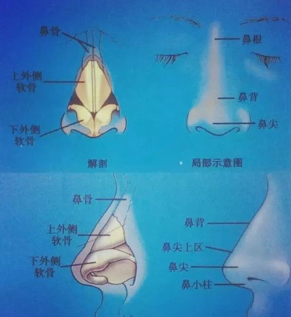 鼻背可以动多次手术,但鼻头为什么最多只能动三次手术?