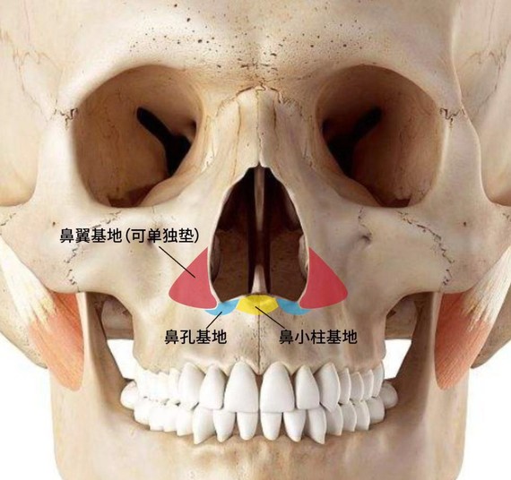 鼻孔基底与唇腭裂修复相关,鼻小柱基底因为会改变鼻孔形状和人中长度