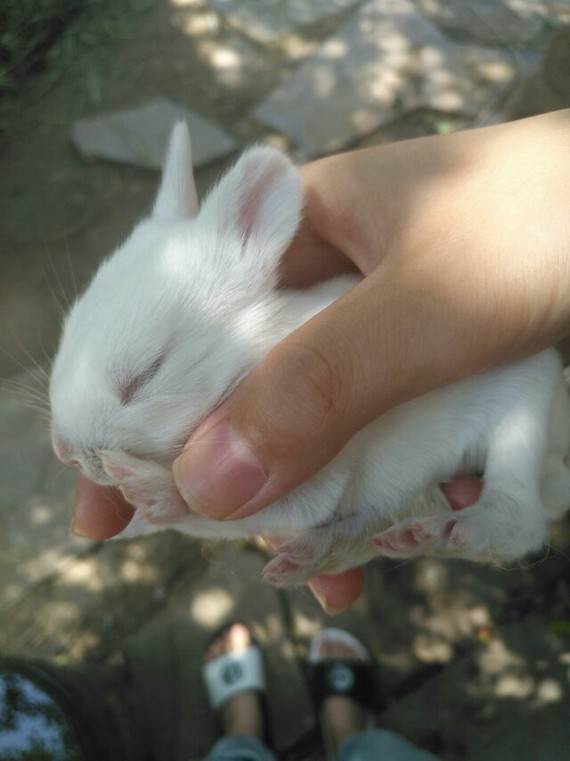 昨天回外公外婆家发现了一窝出生十天还没睁眼的小兔兔awsl好可爱啊啊