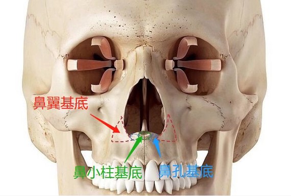 整个梨状孔周围的骨性位置(红绿蓝区域)都称为鼻基底.