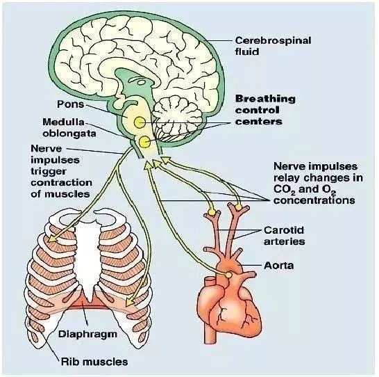 脑干中的呼吸中枢,图片来自网络