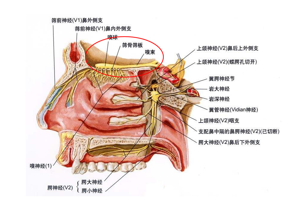 我们鼻部嗅区主要分布于鼻中隔的上部,上鼻甲以及筛骨垂直板中间含有