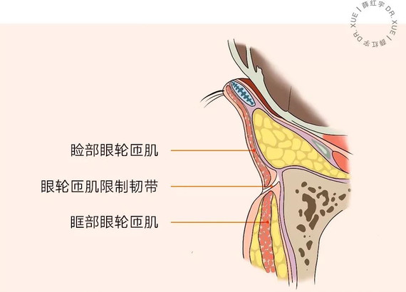 睑部眼轮匝肌下方有一条韧带(眼轮匝肌限制韧带,限制了表面组织的