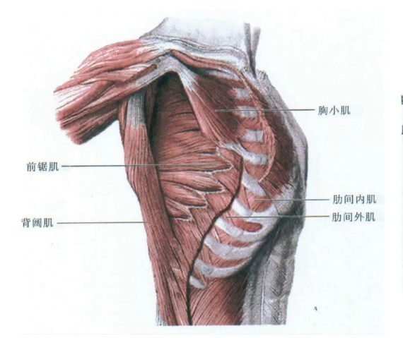 由于我们日常办公,双手总要放在桌面上,导致胸小肌,前锯肌紧张痉挛